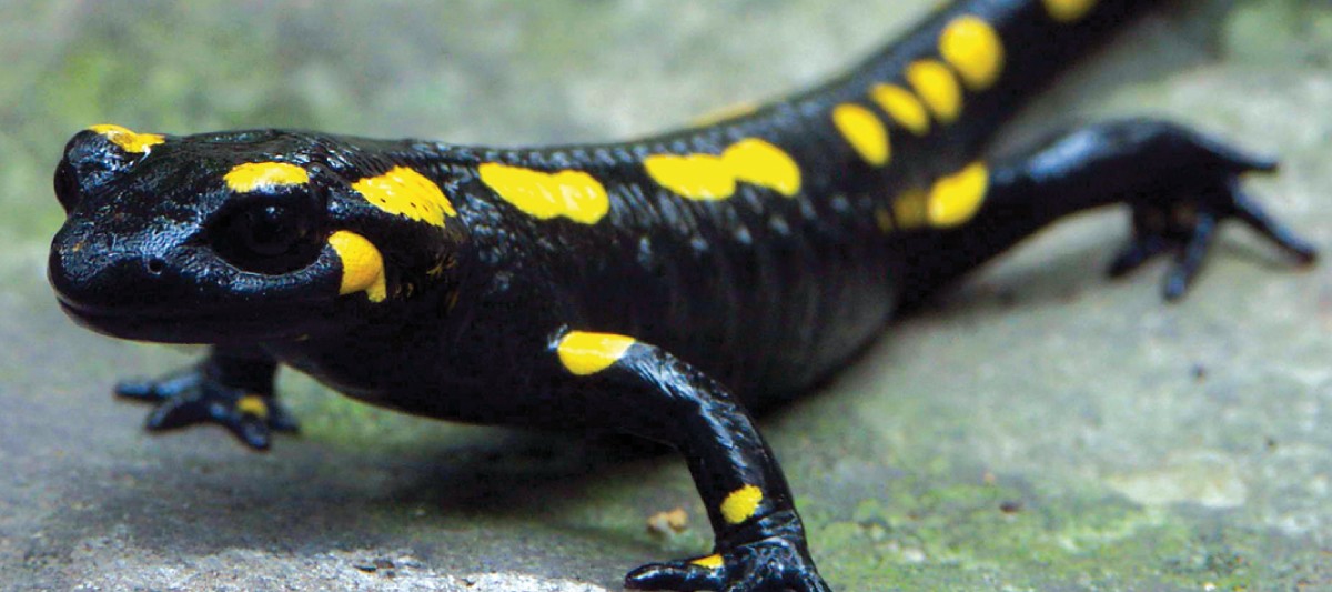 foltos szalamandra